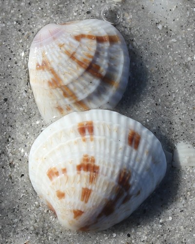 Florida Cross-barred Venus