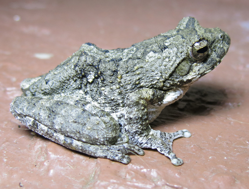 Grey Foam-nest Tree Frog