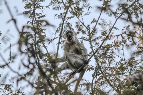 Vervet Monkey