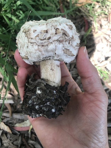 Shaggy Parasol