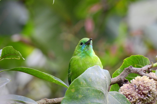 Javan leafbird