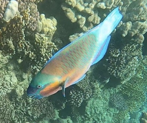 Indian Bullethead Parrotfish