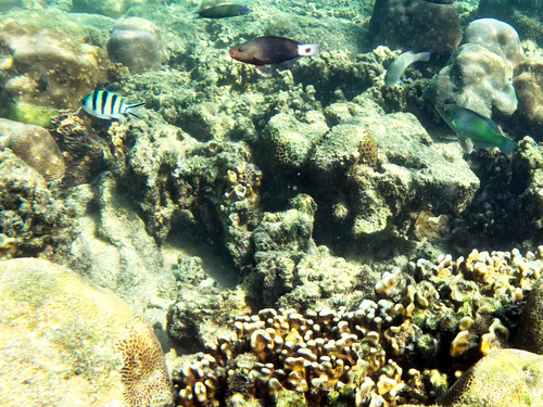 Pacific Bullethead Parrotfish