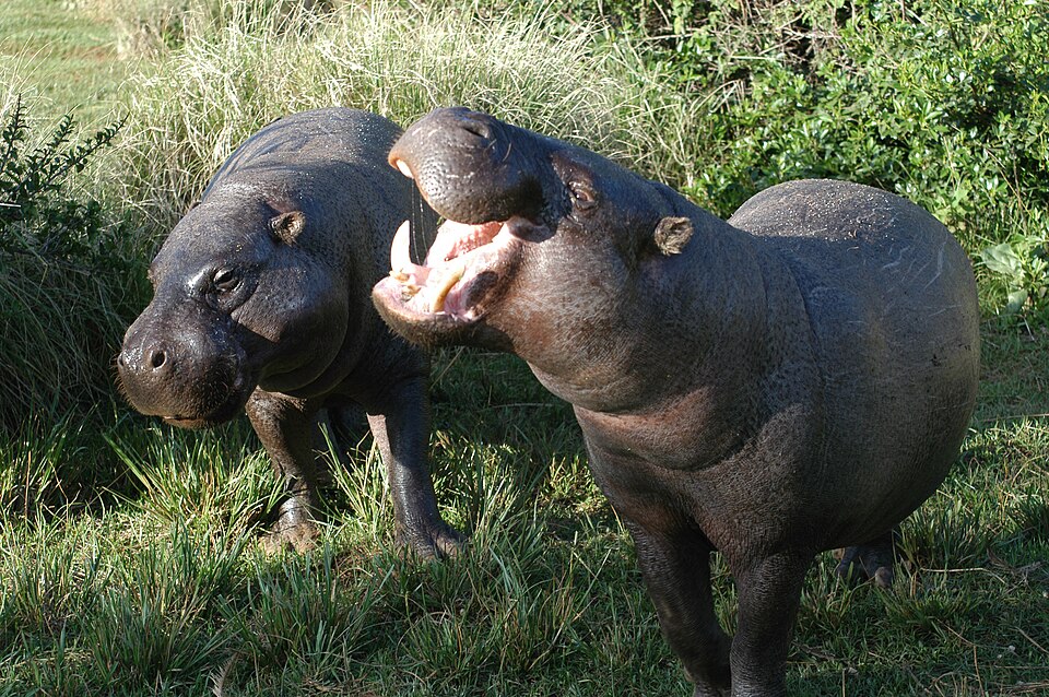 Pygmy Hippopotamus