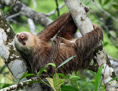 Hoffmann's Two-toed Sloth