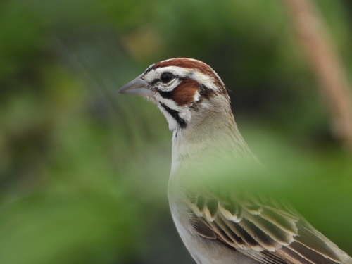 Lark Sparrow