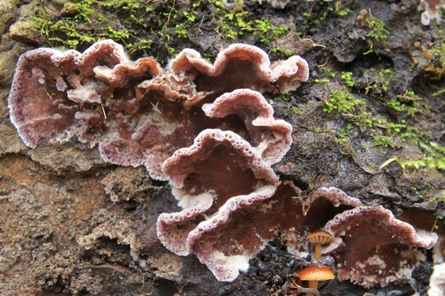 Silverleaf Fungus