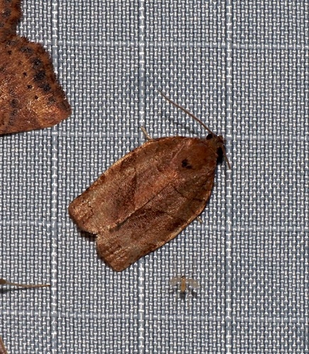 Oblique-banded Leafroller Moth