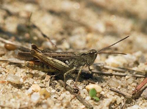 Common Field Grasshopper