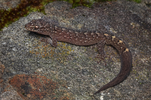 Southern Marbled Gecko