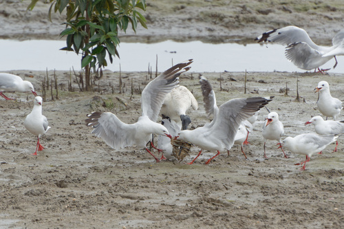 Silver Gull