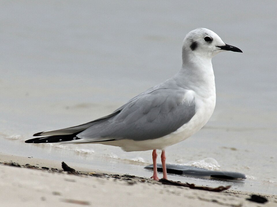 Bonaparte's Gull