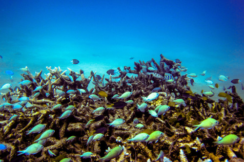 Blue-green Chromis