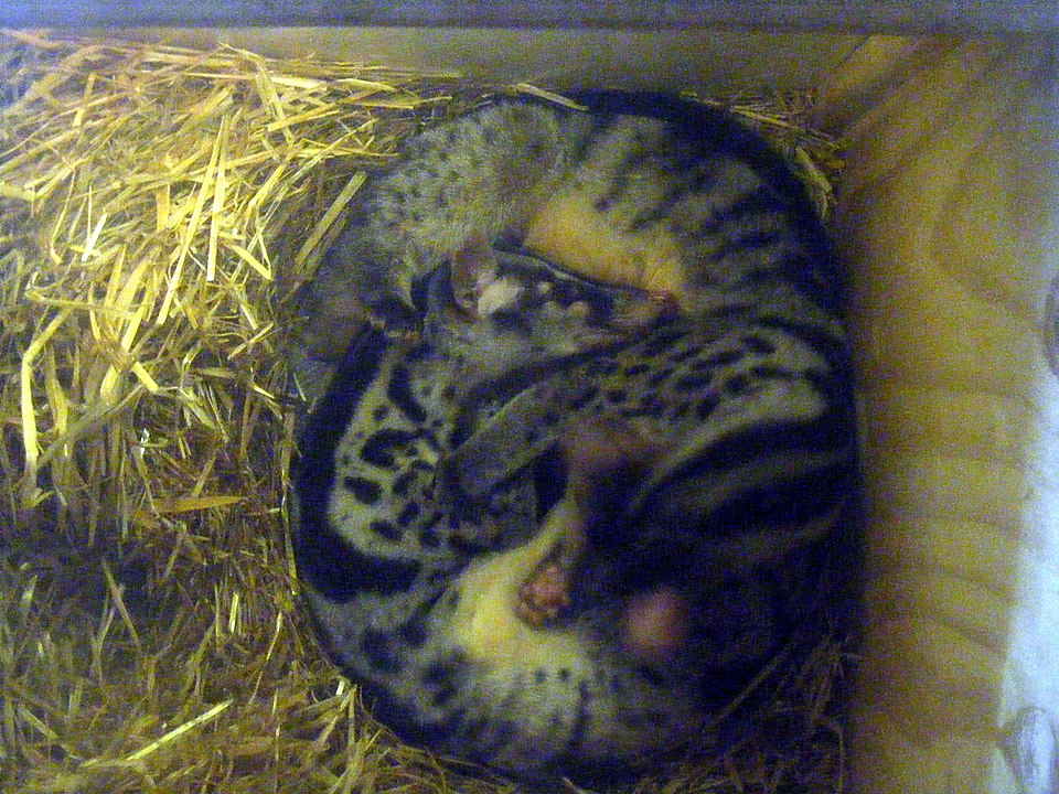 Owston's Civet