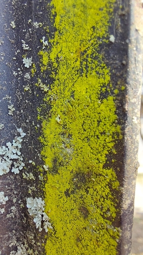Gold dust lichen