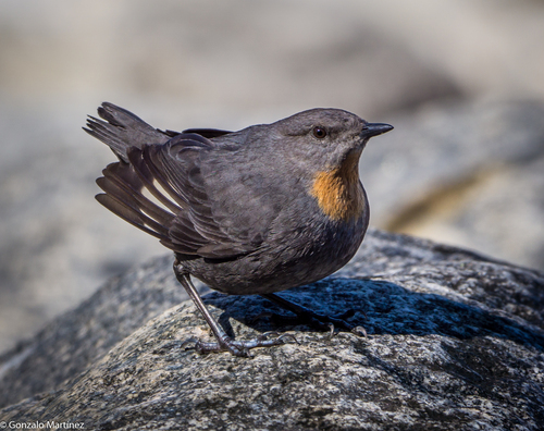 Rufous-throated Dipper