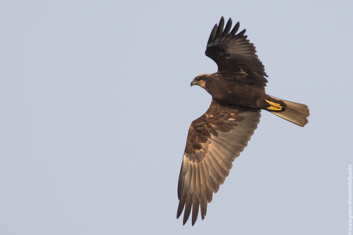 Western Marsh Harrier