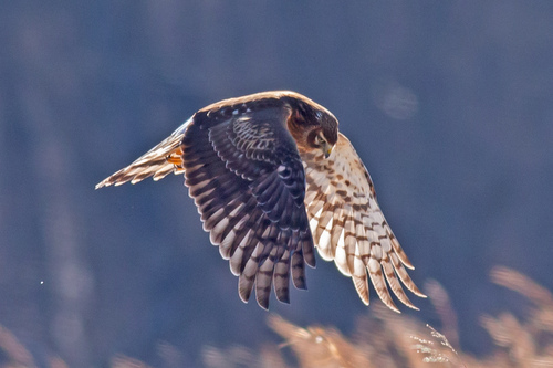 Northern Harrier