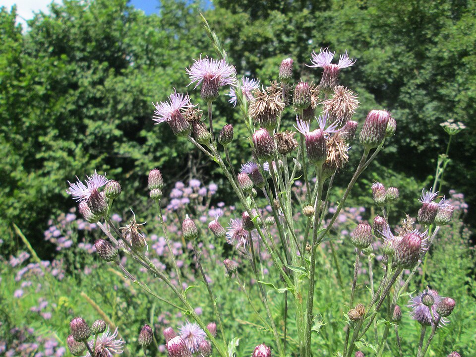 Creeping thistle
