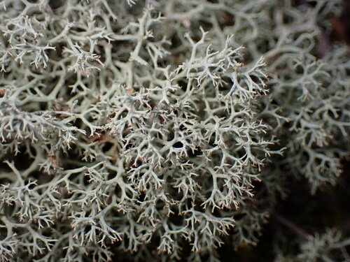 Green Reindeer Lichen