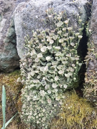 Mealy Pixie Cup