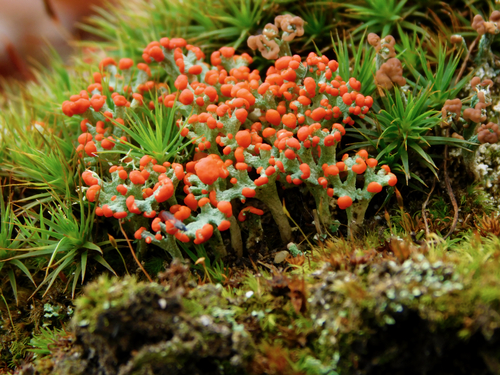 British soldier lichen