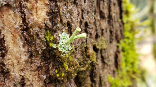 Trumpet Lichen
