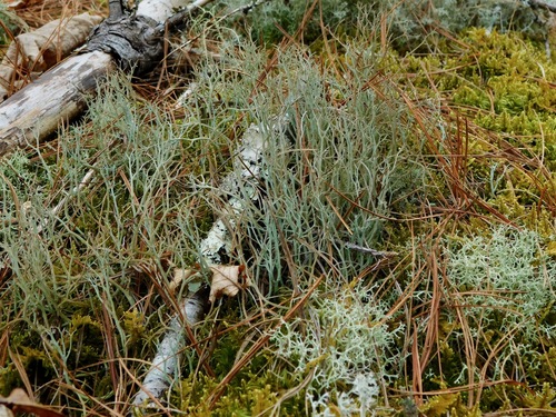 Many-forked cladonia