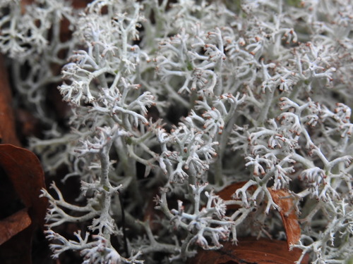 Gray reindeer lichen