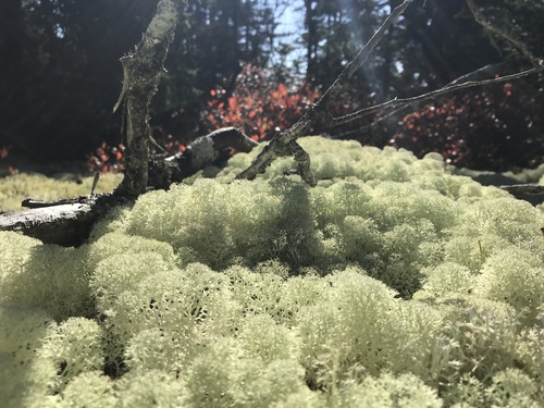 Star-tipped Reindeer Lichen