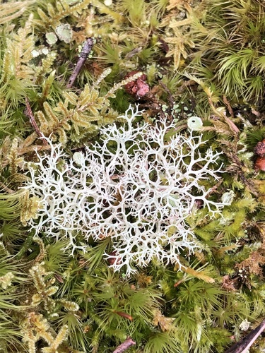 Dixie Reindeer Lichen
