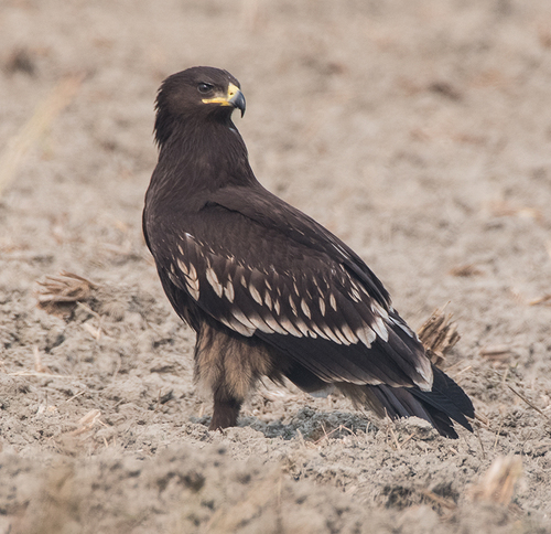 Greater Spotted Eagle
