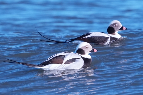 Long-tailed Duck