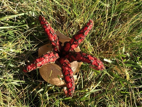 Devil's-fingers