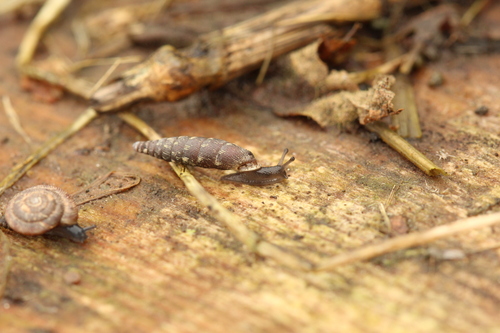 Common Door-snail