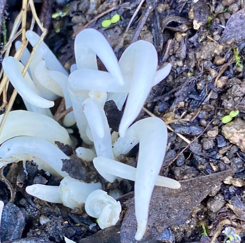 Fairy Fingers