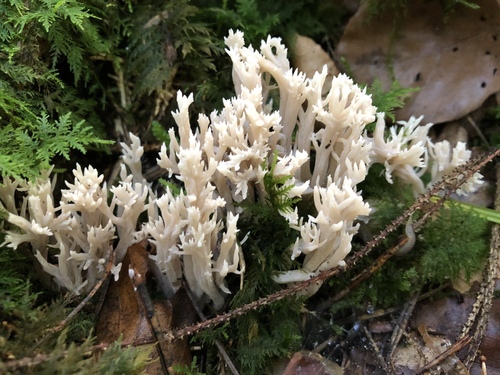 White Coral Fungus