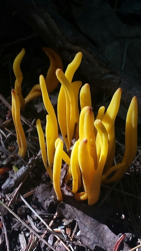 Golden Spindles