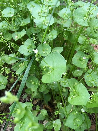 Miner's lettuce