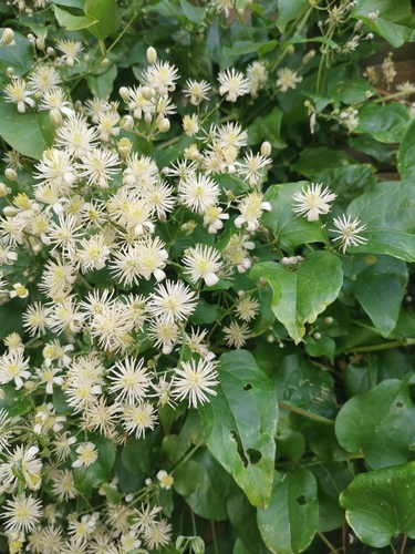 Old man's beard