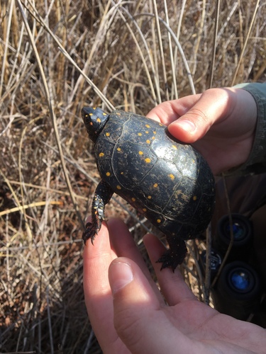 Spotted Turtle