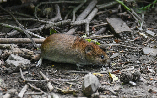 Bank Vole