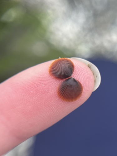 Nuttall's Cockle