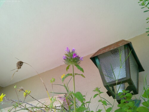 Wild Basil