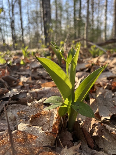 Bluebead lily
