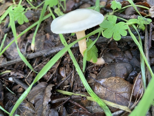 Fragrant Funnel