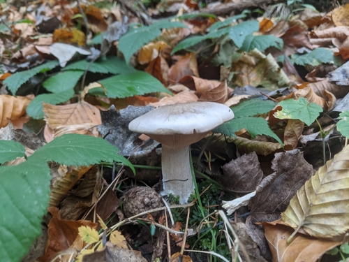 Cloudy Clitocybe