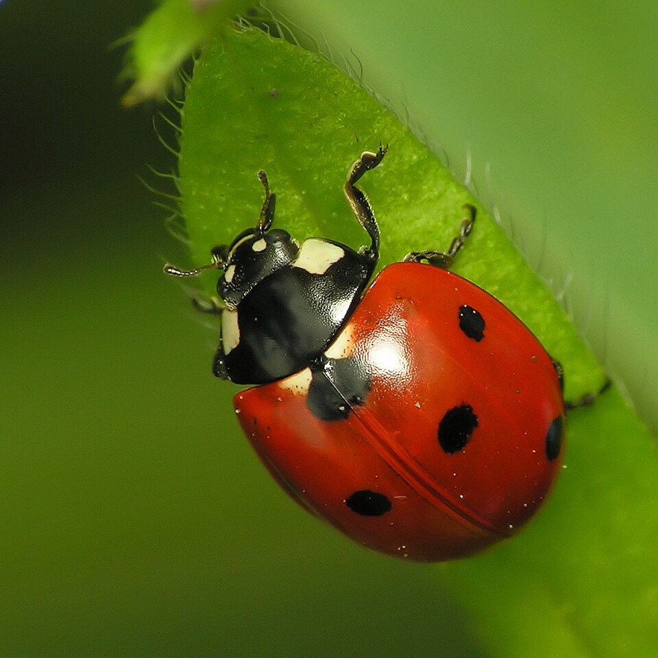 Seven-spotted Lady Beetle