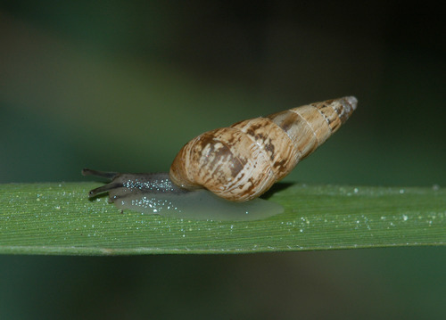 Pointed Snail