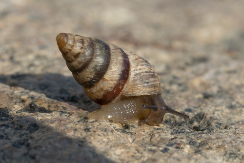 Small Pointed Snail